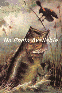 No picture available