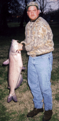 31 Pound Blue Cat 